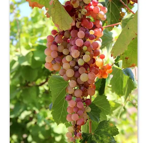 Nyaraló Traditional House By The